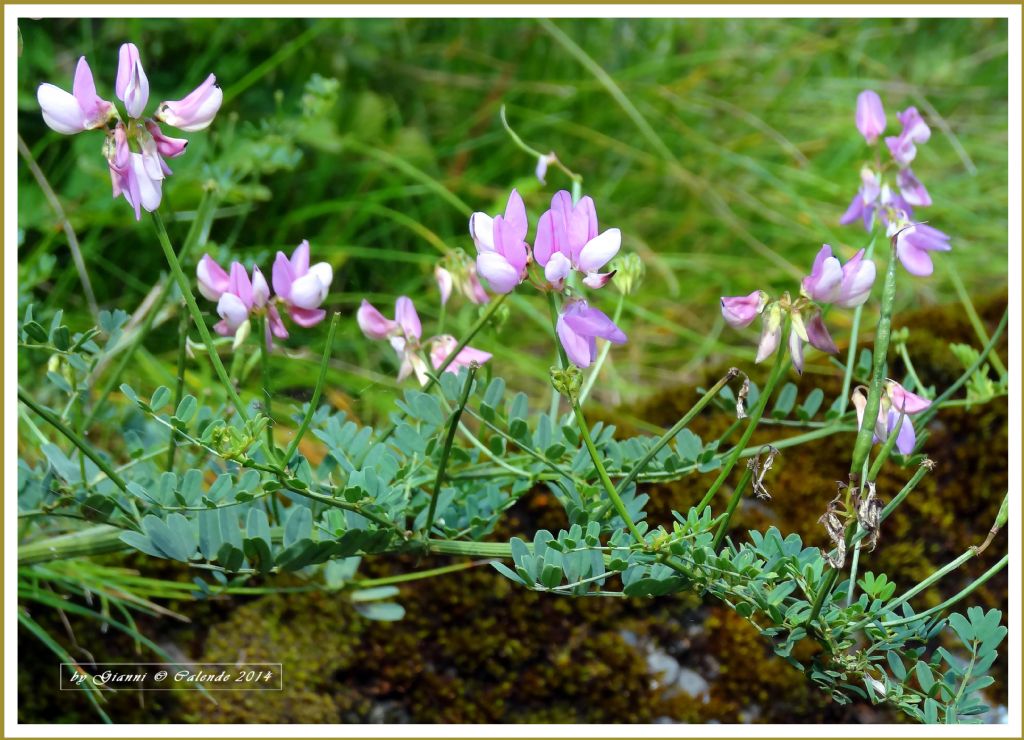 Astragalus alpinus? No, Securigera varia